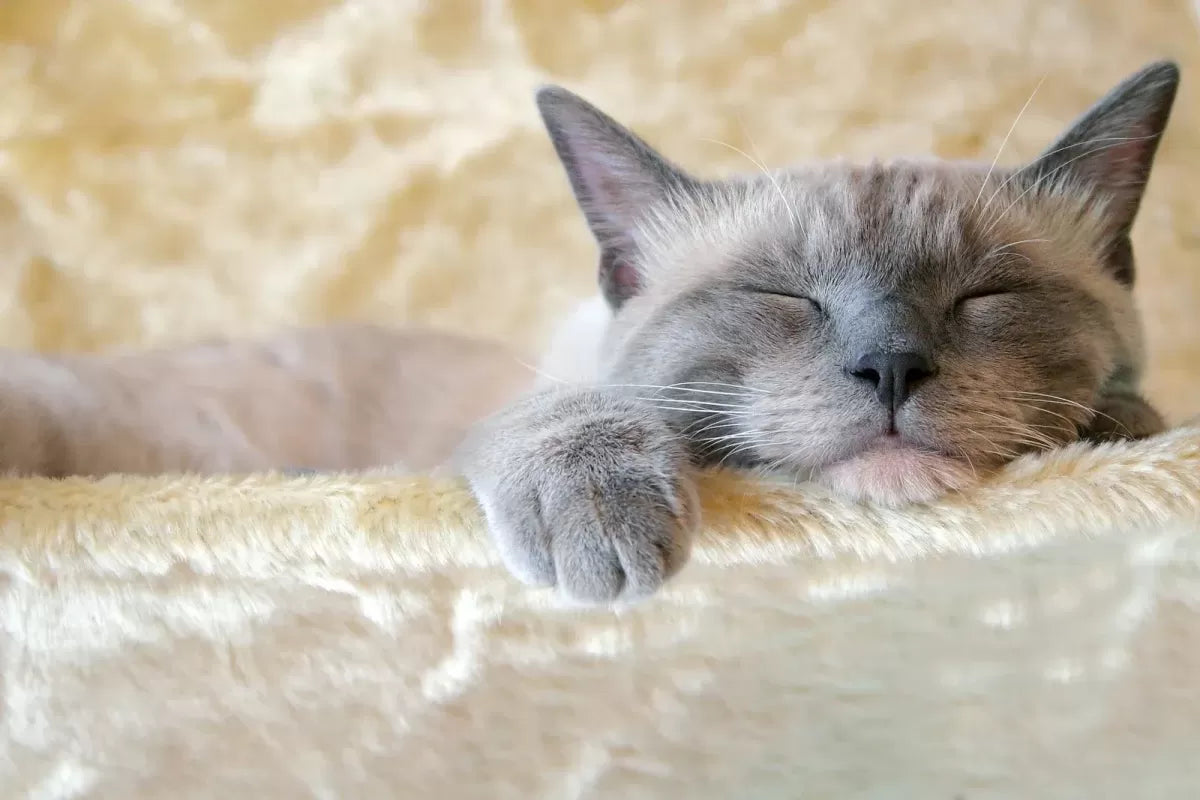 Why Do Cats Sleep So Much