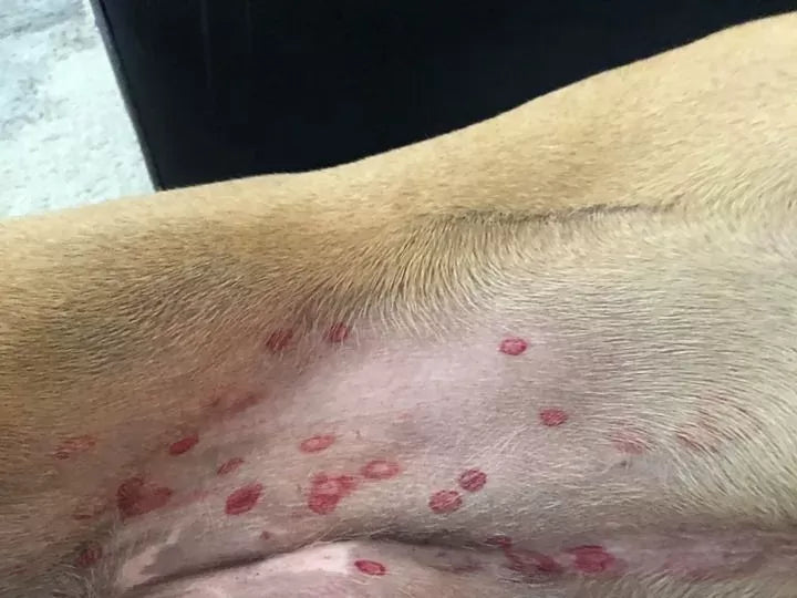 Dog Rash on Belly