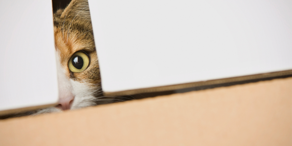 How to Move with A Cat