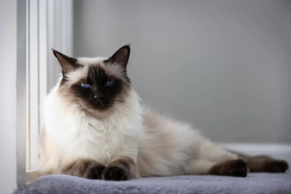 Do Siamese Cats Shed