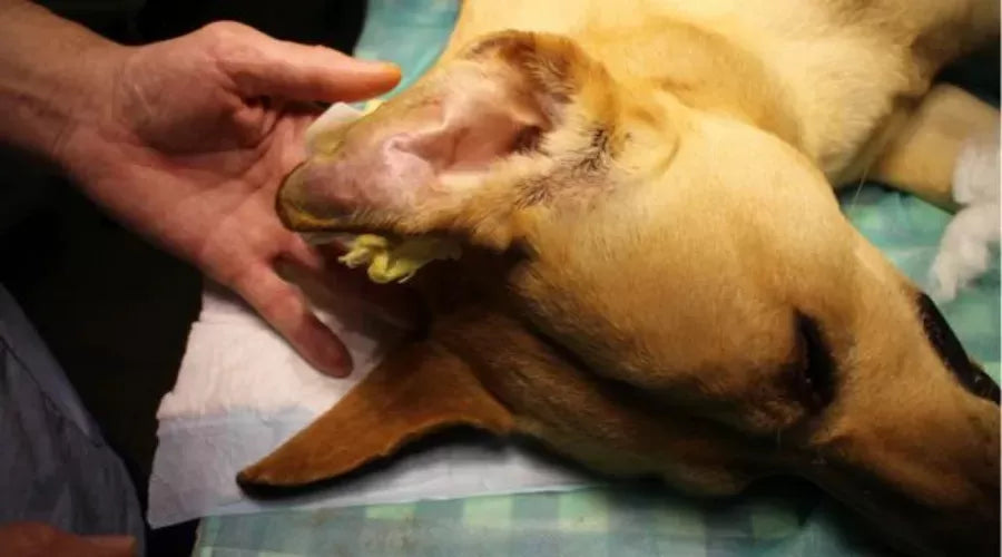 Understanding and Managing Dog Ear Hematoma