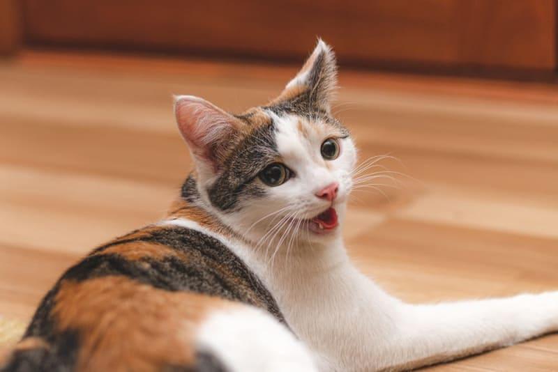 Why Is My Cat Breathing Fast