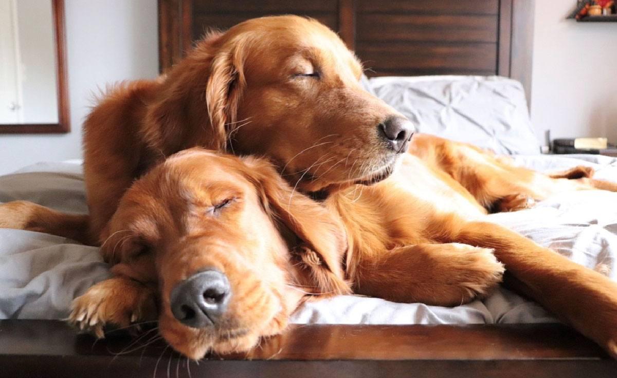 How to Socialize a Dog: Raising a Well-Behaved Companion