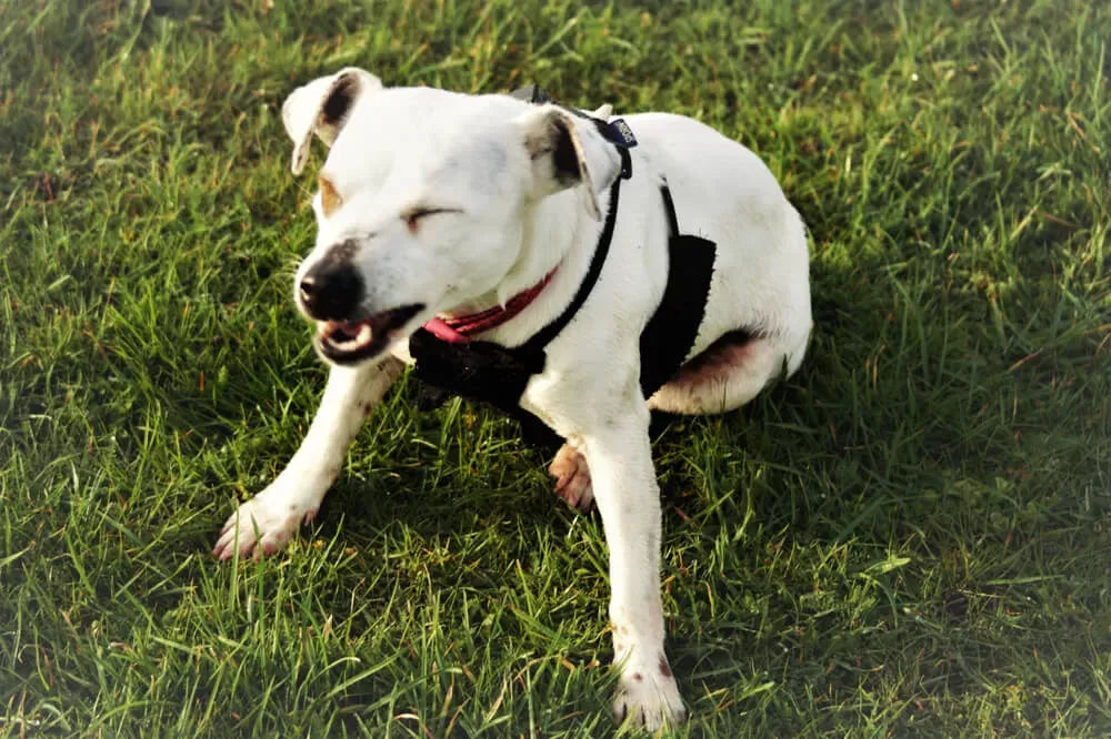 Why Do Dogs Sneeze When Playing