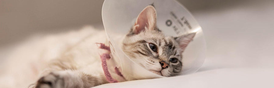 My Cat Has Oozing Skin: What Can I Do at Home