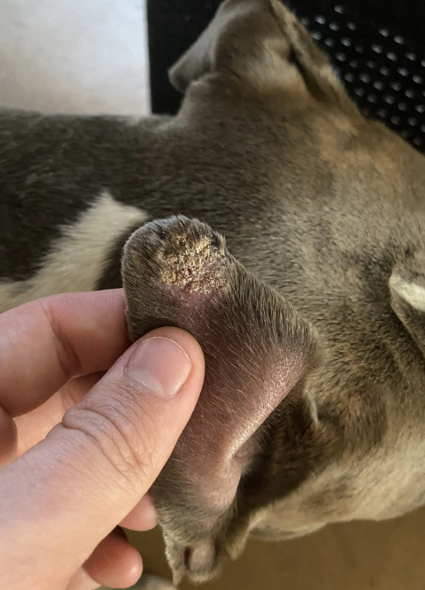 Scabs on Dogs Ears
