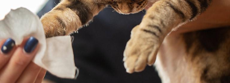 I Stepped on My Cat’s Paw: How to Make It Right