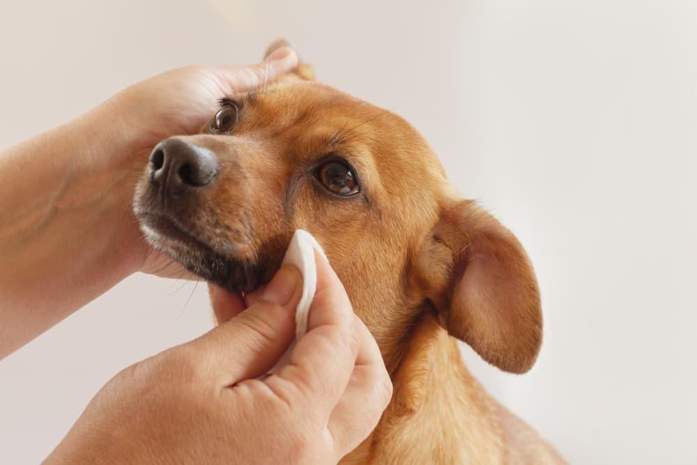 Can You Use Baby Wipes on Dogs