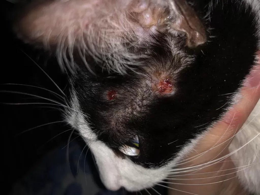 Home Remedies for Cat Scabs