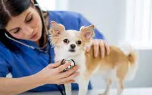 Heart Murmur in Dogs