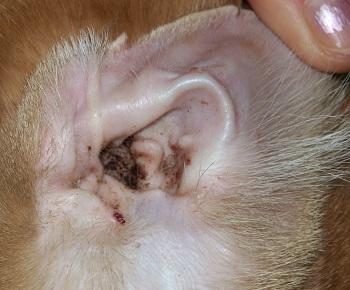 Understanding Cat Ear Wax: Effective Solutions