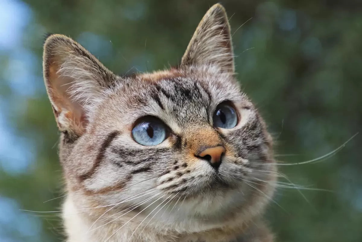 What Are Cats Allergic to