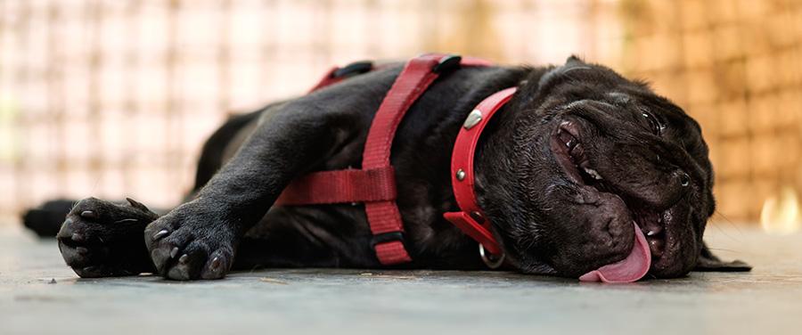 Heat Stroke in Dogs