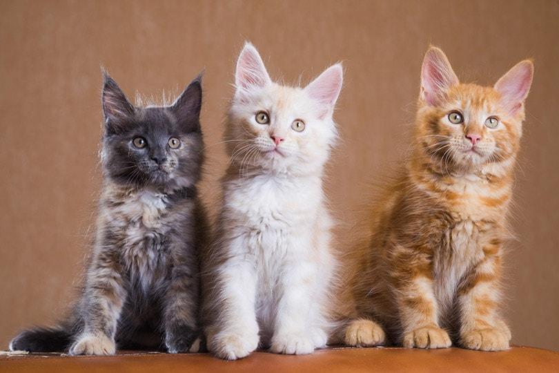Can Cats Have More Than One Father