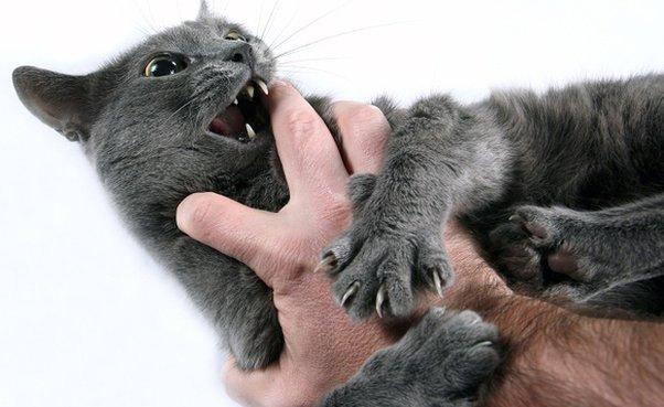 My Cat Viciously Attacked Me Unprovoked