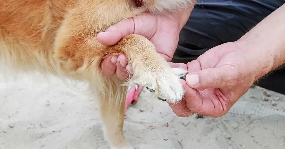 Dog Broken Nails: What Should We Know