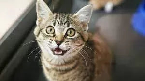 Why Do Cats Yowl At Night