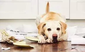 Colitis in Dogs: Causes, Symptoms, and Treatment