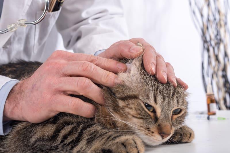 Cat Ear Infection Symptoms: How to Spot