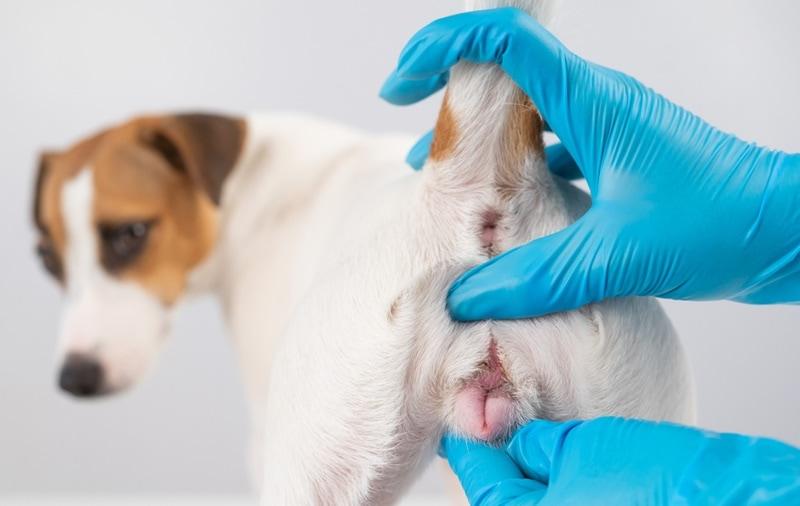 Exploring Canine Vaginitis