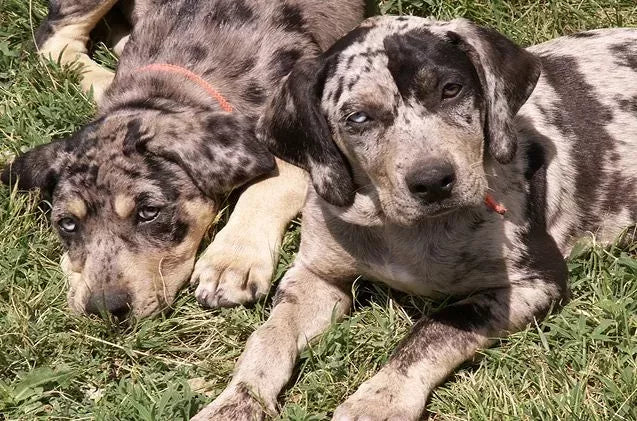 Catahoula Leopard Dog Lifespan