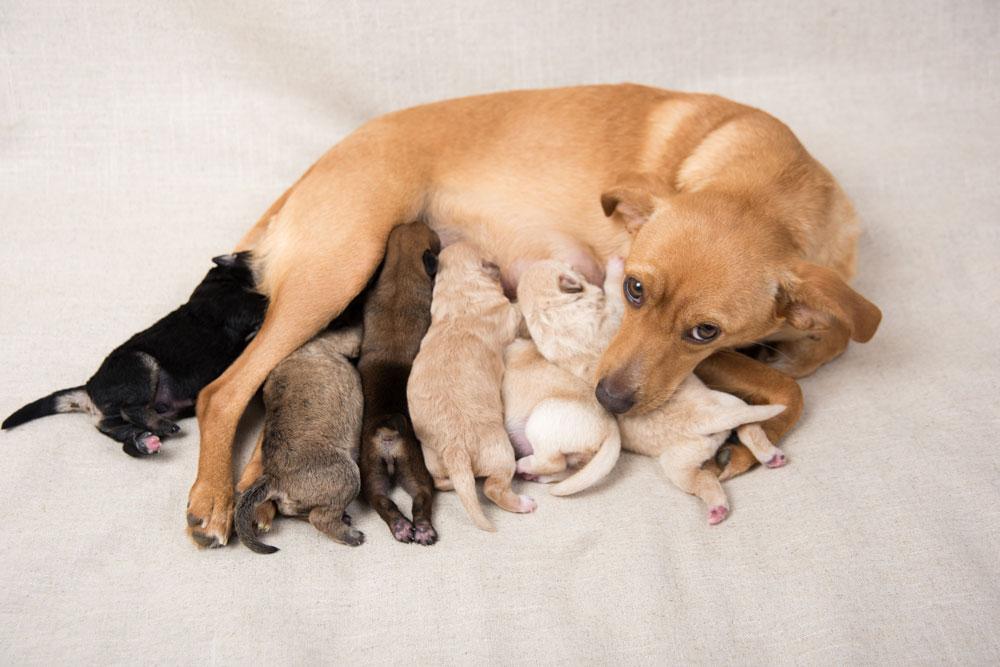 What Are Bad Signs after A Dog Gives Birth