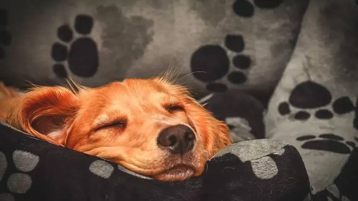 Are Dogs Nocturnal