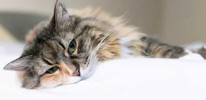 Gastritis in Cats: Causes, Symptoms, and Treatment