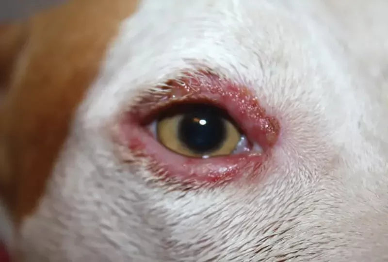 Blepharitis In Dogs