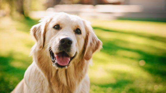 Prostate Cancer in Dogs​