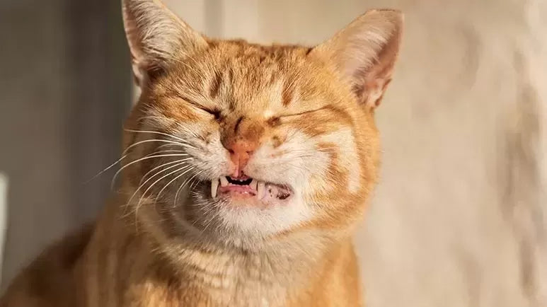 Pleural Effusion in Cats
