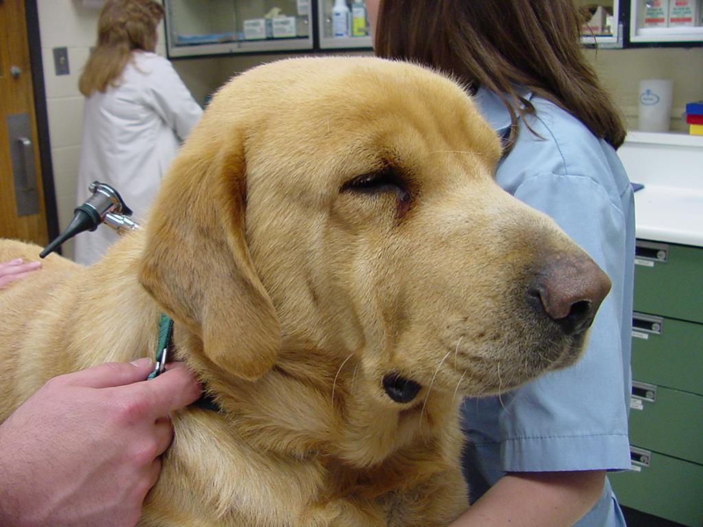 Canine Hypothyroidism Guidelines​