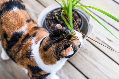 Is Dracena Poisonous to Cats​