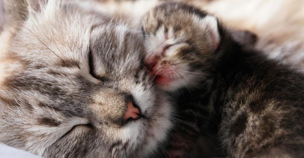 What to Feed Nursing Cat to Increase Milk