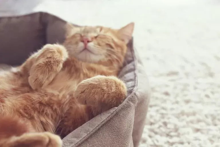 Cat Tremors: Causes, Symptoms, and Treatment