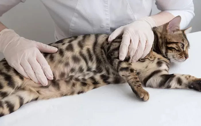 Understanding Roundworms in Cats: Causes, Symptoms, Treatment, and Prevention