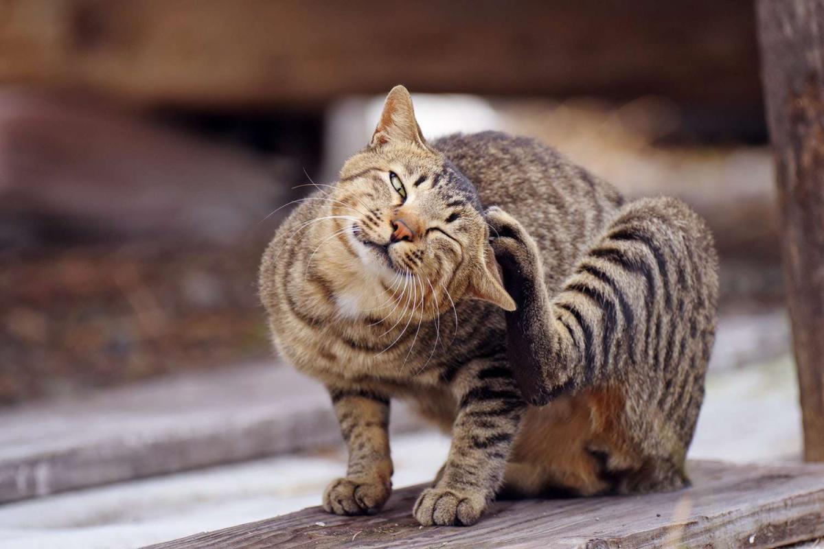Can Cats Get Mange From Dogs
