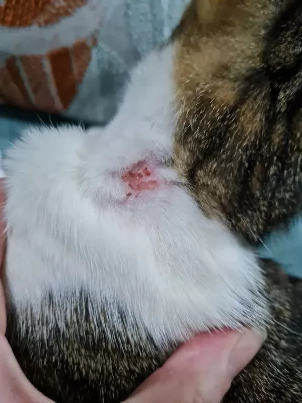 Cat Skin Ulcers: How to Help Your Cat Heal Faster
