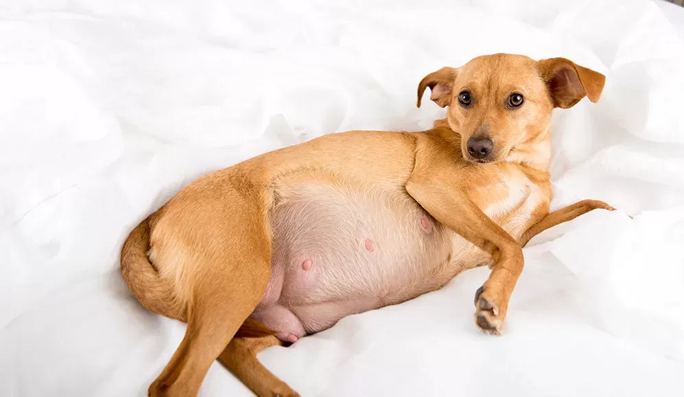 Understanding When Your Dog is Going into Labor