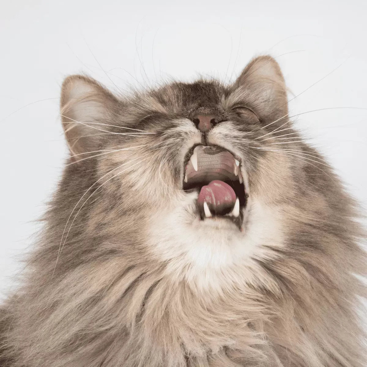 Cats Getting Strep Throat