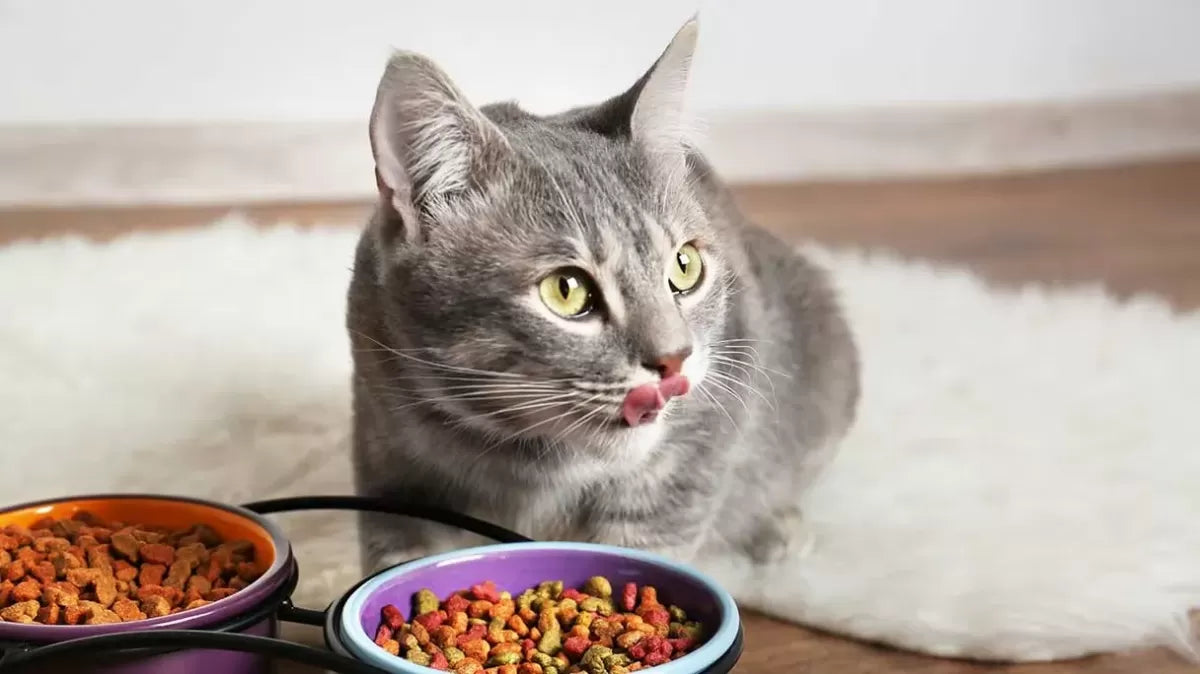 Nourishing Your Feline Friend: Food for Cats with Sensitive Stomachs