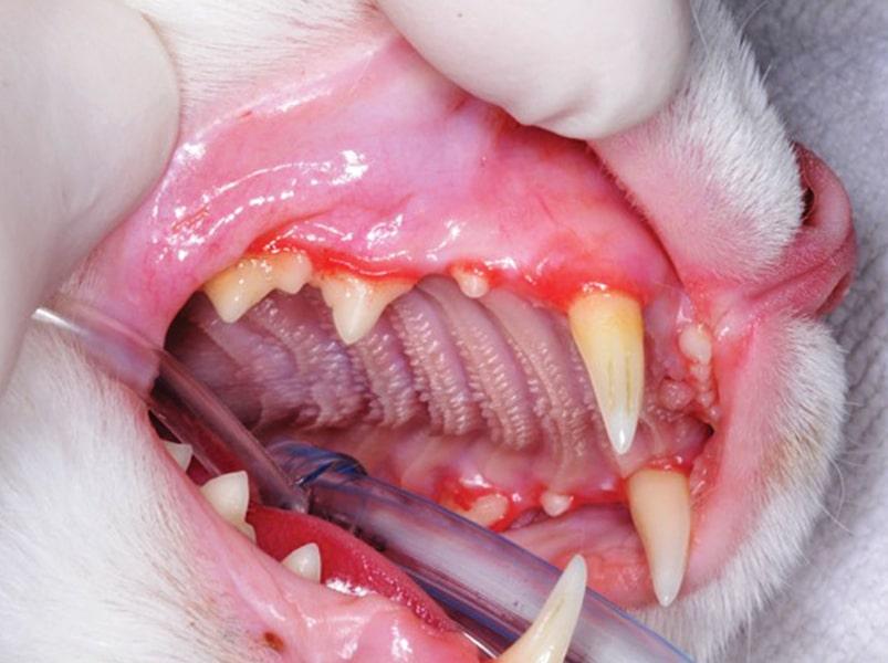 Cat Gum Disease: Causes, Symptoms, Treatment, and Prevention