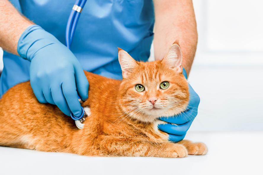 Diabetic Ketoacidosis in Cats