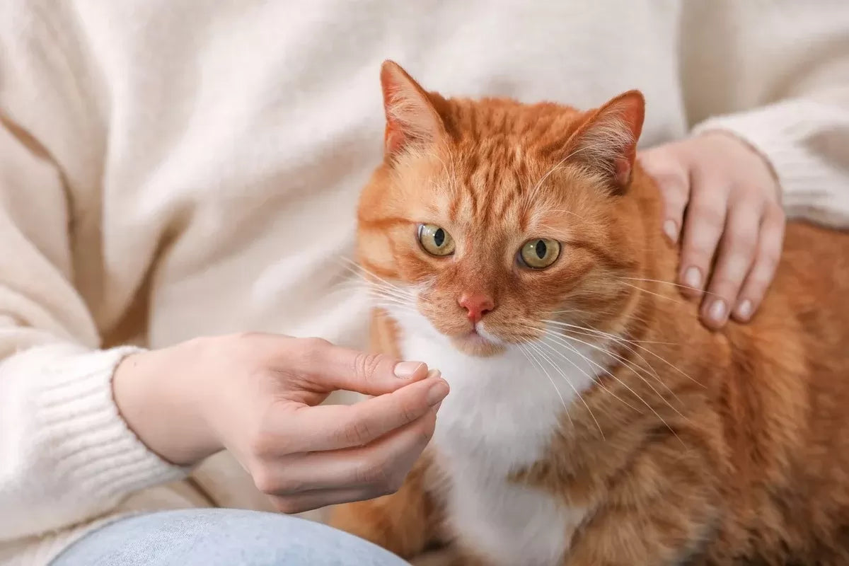 Cat Treatment for Irritated Stomach Caused by Clavamox