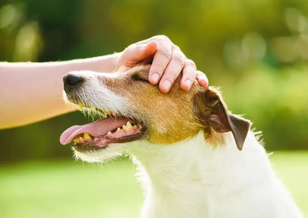 How to Calm Down a Hyper Dog