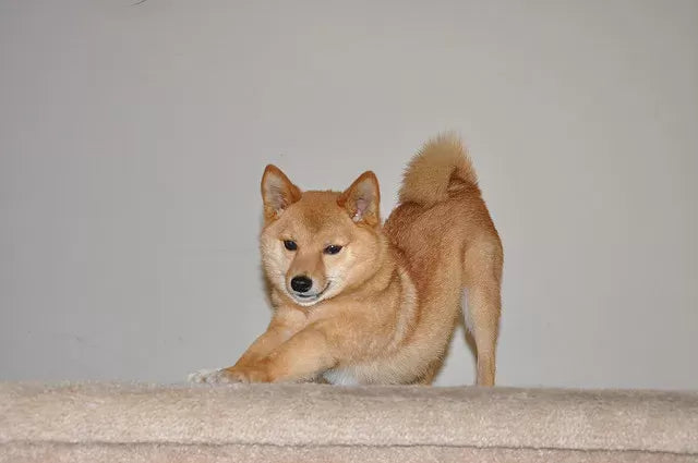 Why Does My Dog Stretch So Much?