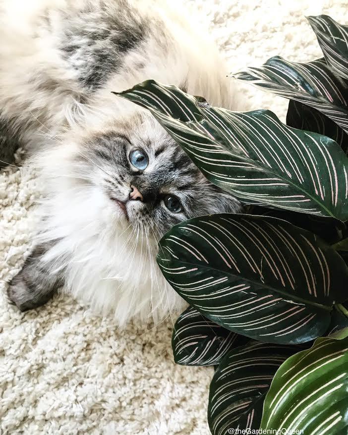 Are Calathea Plants Toxic to Cats​