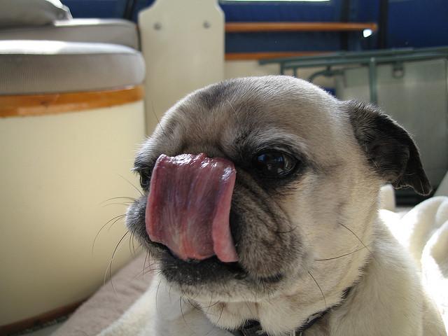 Why Do Dogs Lick Their Nose