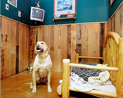 Dog Boarding: Everything You Need to Know
