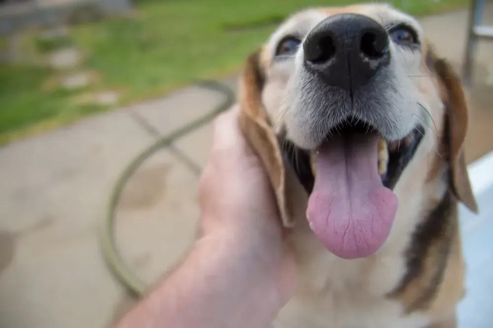 Home Remedies for Fishy Dog Breath